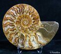 Inch Split Ammonite Pair #2635-4